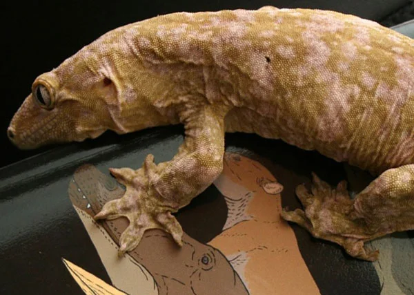 A Rhacodactylus gecko climbing on a copy of Tetrapod Zoology Book One , of course. One day I'll be able to publish the follow-up volumes to that book. Image: Ethan Kocak.