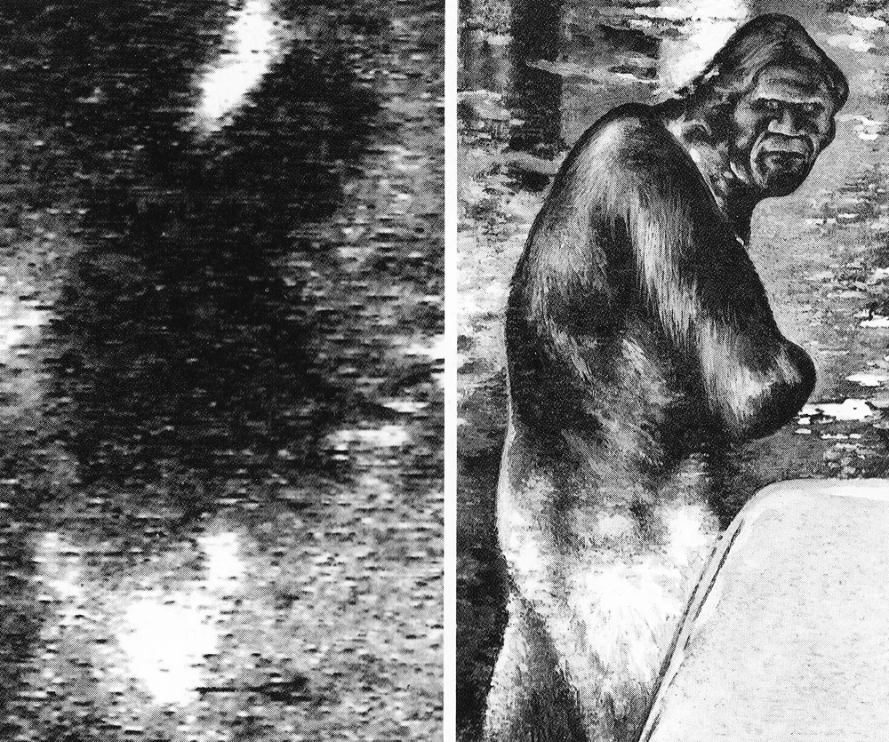At left, we see a rather grainy still from the 'Redwoods footage'; at right is an interpretation (drawn by Peter Visscher, based on an initial interpretation produced by Jeff Meldrum). The penis isn't visible in this part of the footage. Image: Meldrum & Greenwell (1998)/BBC Wildlife.
