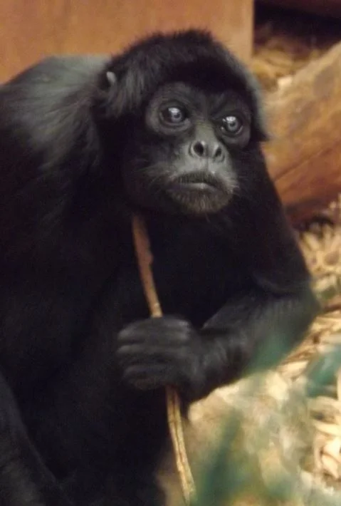 Non-human primates of many sorts have diverse and remarkable genitals. Variously platyrrhines - spider monkeys are the most famous - have enormous clitorides. This is a Colombian or Black-headed spider monkey Ateles fusciceps rufiventris using a stick as a scratching tool. Image: Darren Naish.