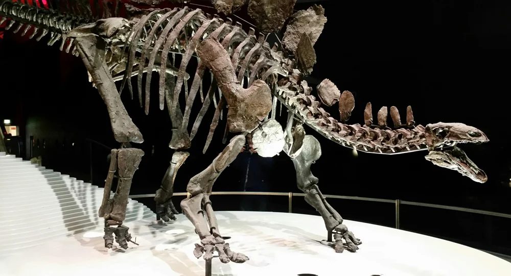 Sophie the Stegosaurus - or NHMUK PV R36730, if you prefer - in person at the Natural History Museum, London. I'm sure many of us have an unreasonable number of photos of this amazing specimen. Image: Darren Naish.