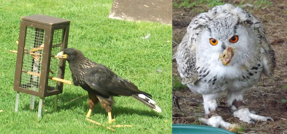 At least some bird-like non-bird maniraptorans were plausibly similar to, or approached, various modern birds in intelligence. Were they as smart as raptors and owls? ... neither of which are that smart compared to birds more 'properly' considered intelligent. At left, a trained Striated caracara Phalcoboenus australis extracts sticks in order to obtain a reward. At right, a hybrid Turkmenistan x Siberian eagle owl Bubo bubo trained to follow commands and perform in display flights. Neither birds shown here belong to domesticated species, but they're still relevant. Images: Darren Naish.