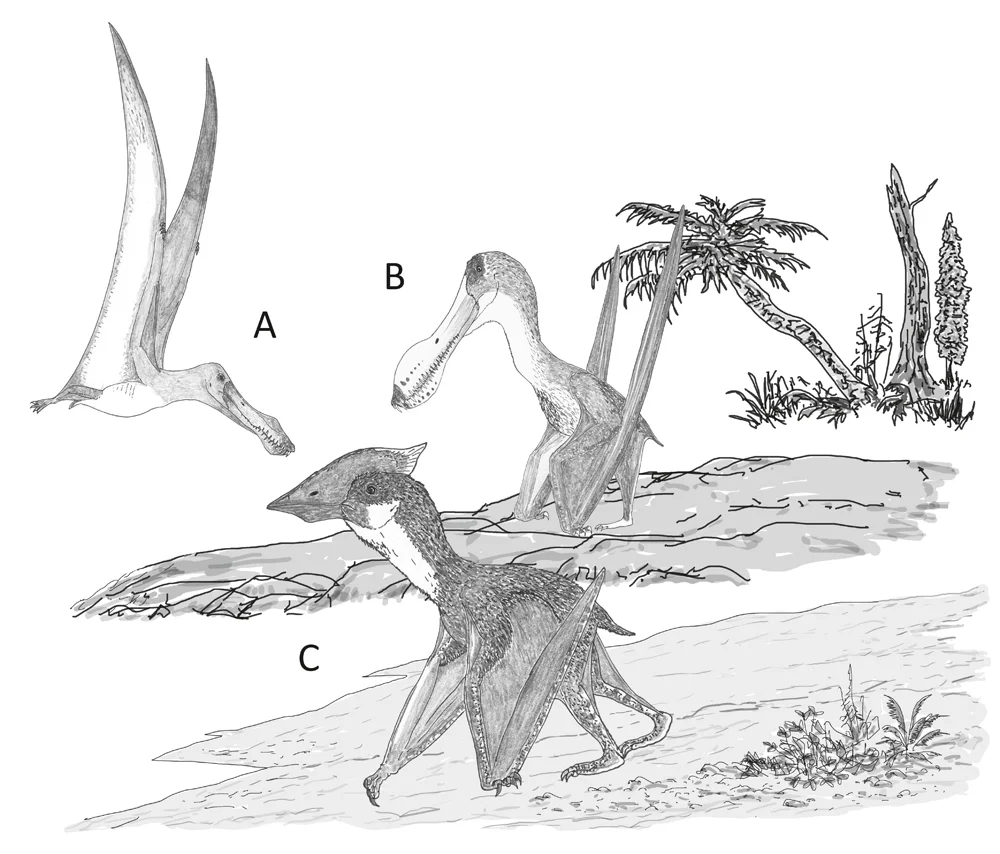 Behaviour speculatively inferred for the pterosaurs incorporated in our study. (A) A dedicated aerial lifestyle involving little terrestrial behaviour, as per Anhanguera ; (B) reasonable terrestrial abilities in an animal otherwise very similar to its close, highly aerial relatives, as per Coloborhynchus ; (C) proficient and regular terrestrial behaviour in an animal that routinely feeds and forages on the ground, as per Vectidraco . Image: Darren Naish.
