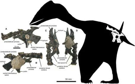 The Vectidraco daisymorrisae holotype (NHMUK PV R36621) in (A) left lateral, (B) right lateral, (C) dorsal and (D) ventral views, and - at right - shown in anatomical position as per the animal's presumed profile in life. Image: figures from Naish et al . (2013) .