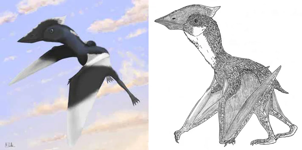 Vectidraco could almost certainly fly well, as shown at left. But - like many, most or all azhdarchoids - it was likely a proficient and regular terrestrial walker as well, as shown at right. Image: Mark Witton (left), Darren Naish (right).