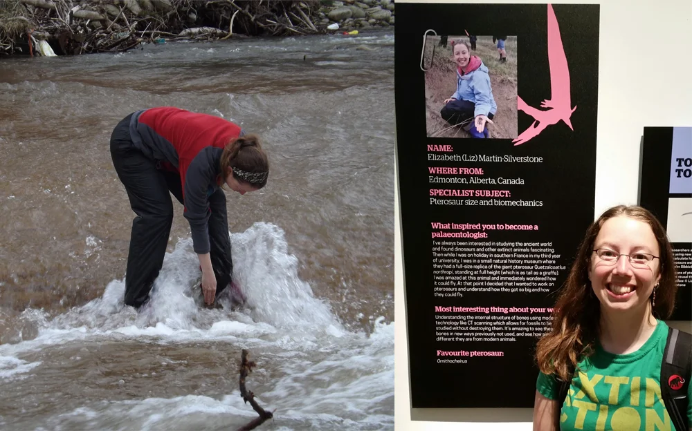 My friend and colleague Dr Liz Martin-Silverstone, at work in the field (at left, Liz is finding fossils in a river in Romania) and in a museum exhibition at right (Liz is standing next to an exhibition panel all about her work. Let's not talk about that weird silhouette at upper right...). Images: Darren Naish.
