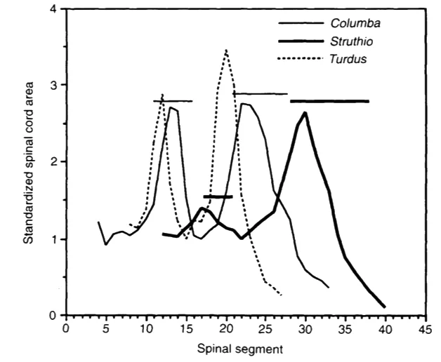 In a series of really interesting papers, Emily Giffin linked neural canal size with form and function in diverse tetrapods. This graph (from Giffin 1995b) shows how birds flying and flightless differ as goes the position of the largest parts of their spinal cords. The ostrich ( Struthio ) lacks a large spinal cord section in the anterior (brachial) part of its spinal column. Image: Giffin (1995b).