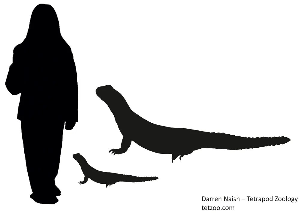 I was curious to know what a c 90 cm mastigure would look like compared to a person. The smaller of these silhouettes reveals the answer. Not as impressive as I was hoping. The larger lizard silhouette depicts the approximate size of the Eocene taxon Barbaturex , though we don't know that it had spiny whorls on its tail as shown in the illustration. The human figure is 1.7 m tall. Image: Darren Naish.