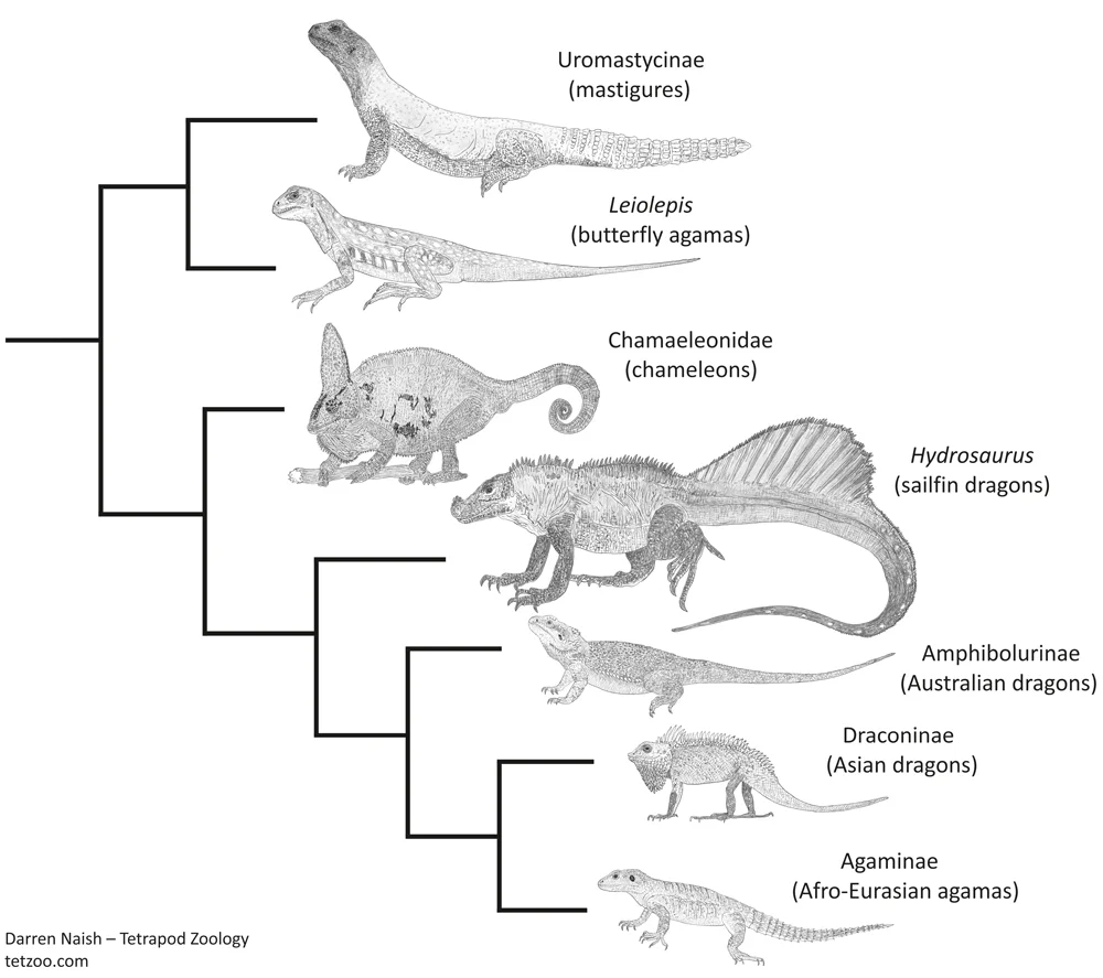 A phylogeny for agamids and their close kin, as recovered by Honda et al . (2000). Mastigures and butterfly agamas form a clade, and both are outside the clade that includes chameleons and 'Agamidae' of tradition. Like all of these sorts of diagrams, this was produced for my in-prep Vertebrate Fossil Record book, progress on which can be seen here. Image: Darren Naish.