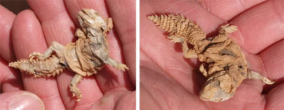 A sadly deceased baby mastigure (probably U. acanthinurus ), discovered in the Moroccan Sahara. Cause of death unknown. Note that the tail is fully developed and sports the full complement of tail spines, despite the animal's small size. Image: Darren Naish.