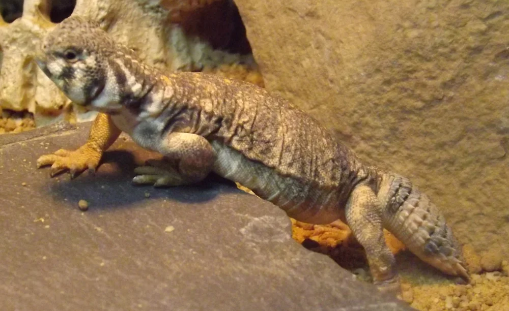 A captive U. thomasi . The complex colouration - the facial banding in particular - is notable, as is the very short, broad, plump tail. This is a small mastigure with a total length of less than 15 cm. Recent surveys indicate that it is now extinct on mainland Oman - its type location - and is now unique to Masirah Island where local extinction has also occurred due to habitat destruction. There are anecdotal 2012 references to its persistence on the mainland, however. Image: Darren Naish.