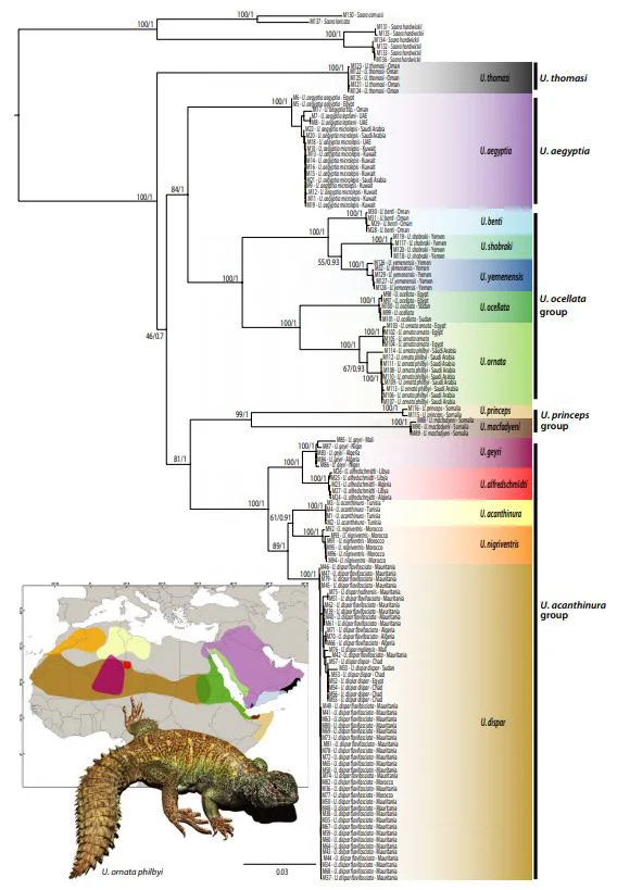 Tamar et al . (2018) found Uromastyx to consist of two main clades, one mostly associated with the Arabian Peninsula and the borders of the Red Sea, one with the western Sahara. Saara forms the sister-group to Uromastyx . Image: Tamar et al . (2018).