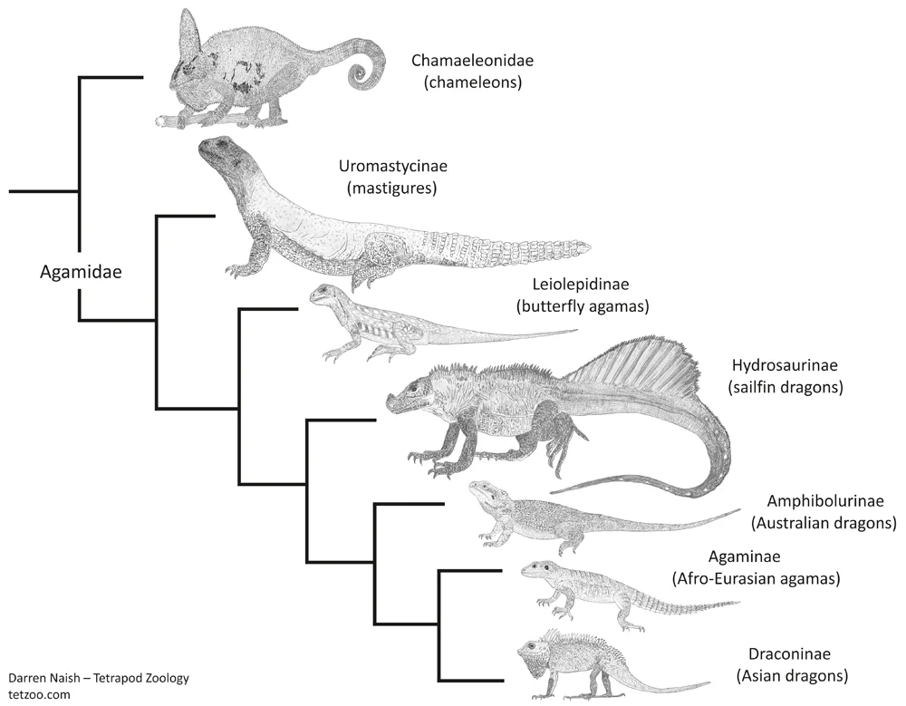 Mastigures and butterfly agamas have not been found to form a clade in all phylogenetic studies: in Pyron et al .'s (2013) study - this cladogram depicts the topology they recovered - the two are successively closer to remaining Agamidae. Note the taxonomic names they used for the agamid lineages. Like all of these sorts of diagrams, this was produced for my in-prep Vertebrate Fossil Record book, progress on which can be seen here. Image: Darren Naish.