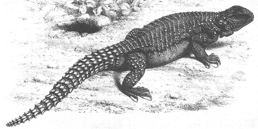 Persian or Iranian spiny-tailed lizard Saara asmussi , as illustrated in William Blanford's paper of 1876. This species occurs in Iran, southern Afghanistan and Pakistan. The Saara species were included within Uromastyx prior to Wilms et al. (2009). Image: Blanford 1876.
