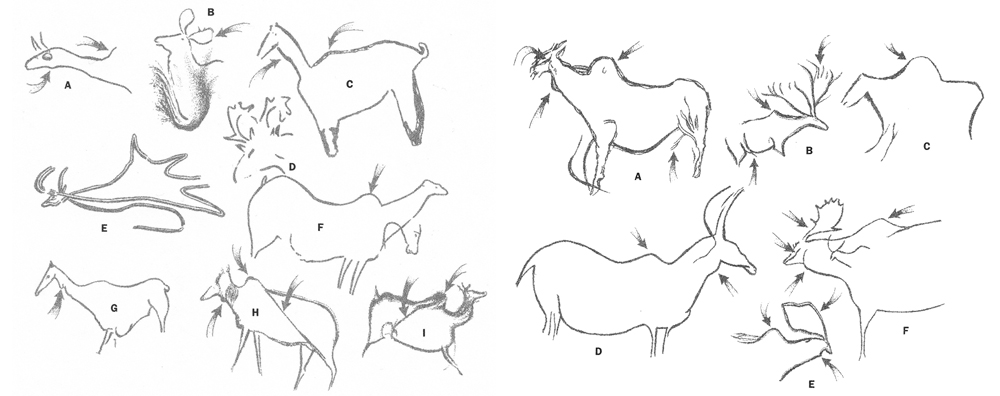 Cave art depicting M. giganteus is not all that numerous (most ancient depictions of deer are of reindeer or red deer), but what does exist shows several details worthy of note, here emphasised in illustrations produced by R. Dale Guthrie. The shoulder hump is a consistent feature. Image: Guthrie (2005) .