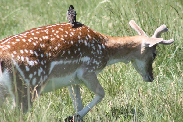 Note the many obvious external features of this male Fallow deer: a throat bulge corresponding with the larynx - an 'Adam's apple' - is obvious, and this is a boldly marked deer overall, with prominent spots (including some that have coalesced into stripes), a white rump patch, and pale ventral regions. If megacerines are close kin of Dama deer, we might predict a similar ancestral condition for Megaloceros and its relatives. Image: Dave Hone.