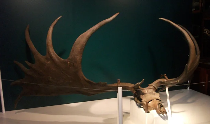 A fine Megaloceros skull on show at London's Grant Museum. I seem to recall hearing or reading - possibly in one of Stephen J. Gould's papers - that this is one of the largest specimens in existence. Image: Darren Naish.