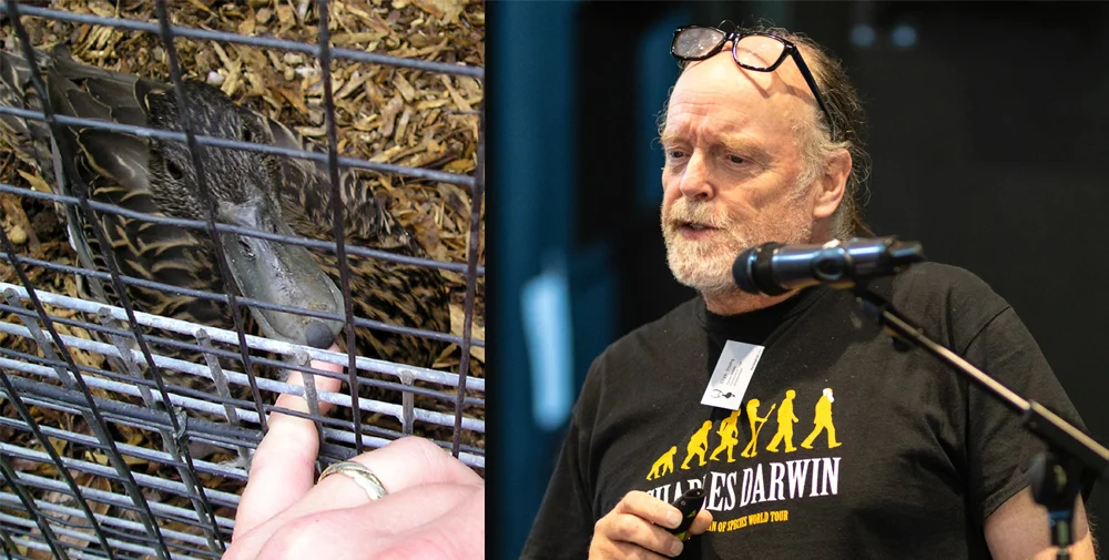 It’s thanks to Glyn Young that I have a great interest in Meller’s duck (at left is a captive individual at Bristol Zoo, biting my finger), so it was great to have Glyn himself speak about this species (and others) at TetZooCon 2018. Images: Darren Naish, Xane/Michael Lesniowski.