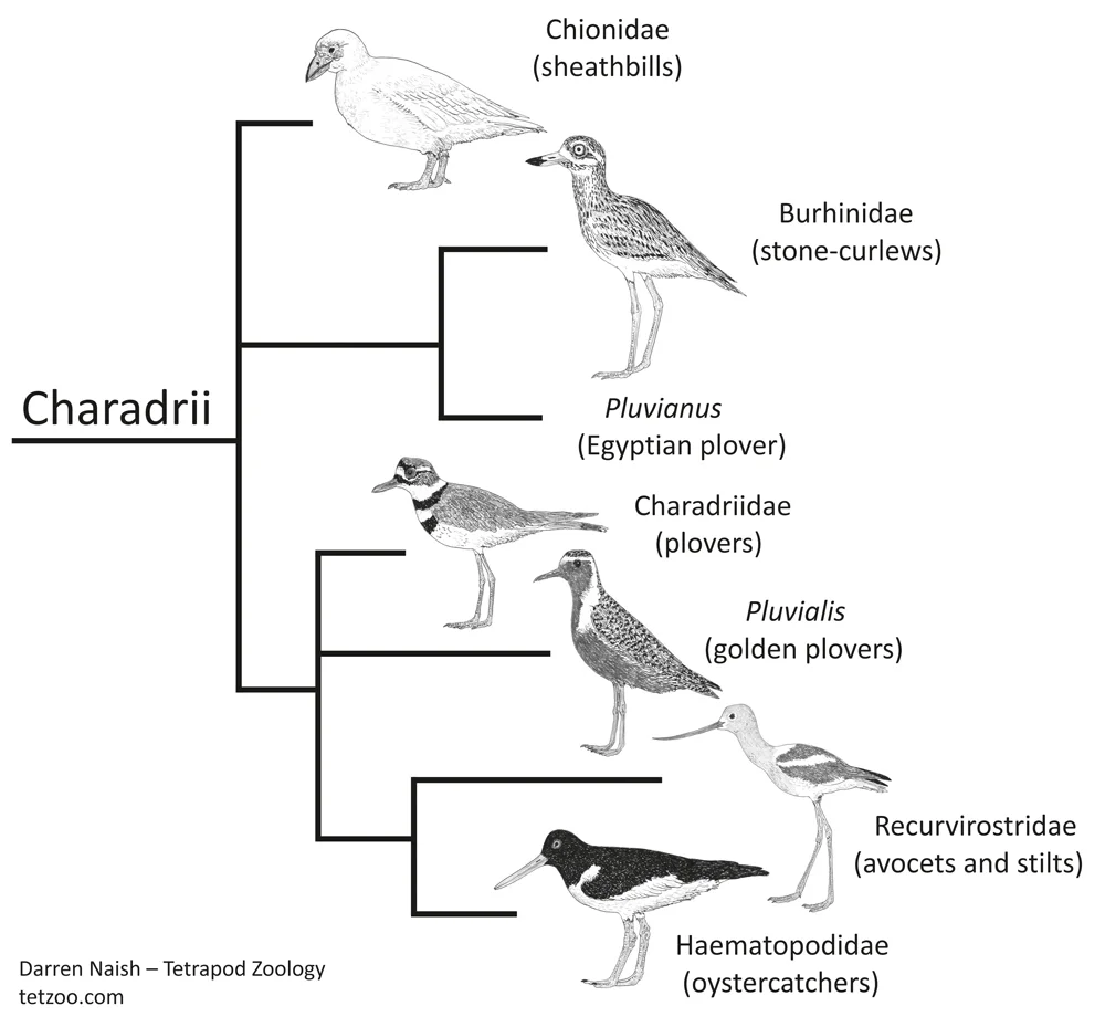 There are several competing cladograms for Charadrii: this one is a simplified version of the topology recovered by Mayr (2011). Like all of these sorts of cladograms, this one was produced for my in-prep textbook… on which go here . Pluvianus is missing simply because I haven’t drawn it yet. Image: Darren Naish.