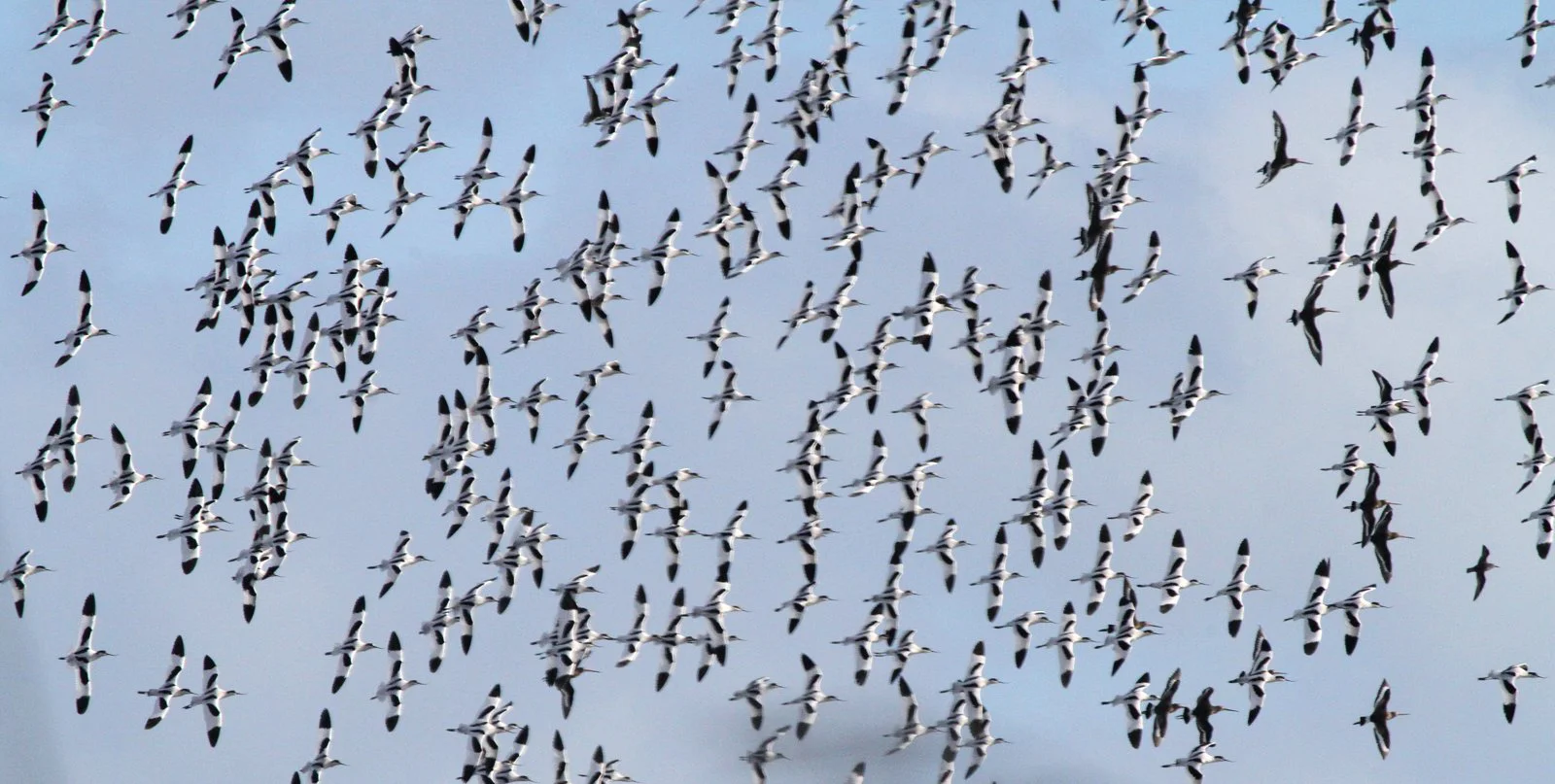 Pied avocets (and Black-tailed godwits) in flight. Image: Bernie Dempsey.