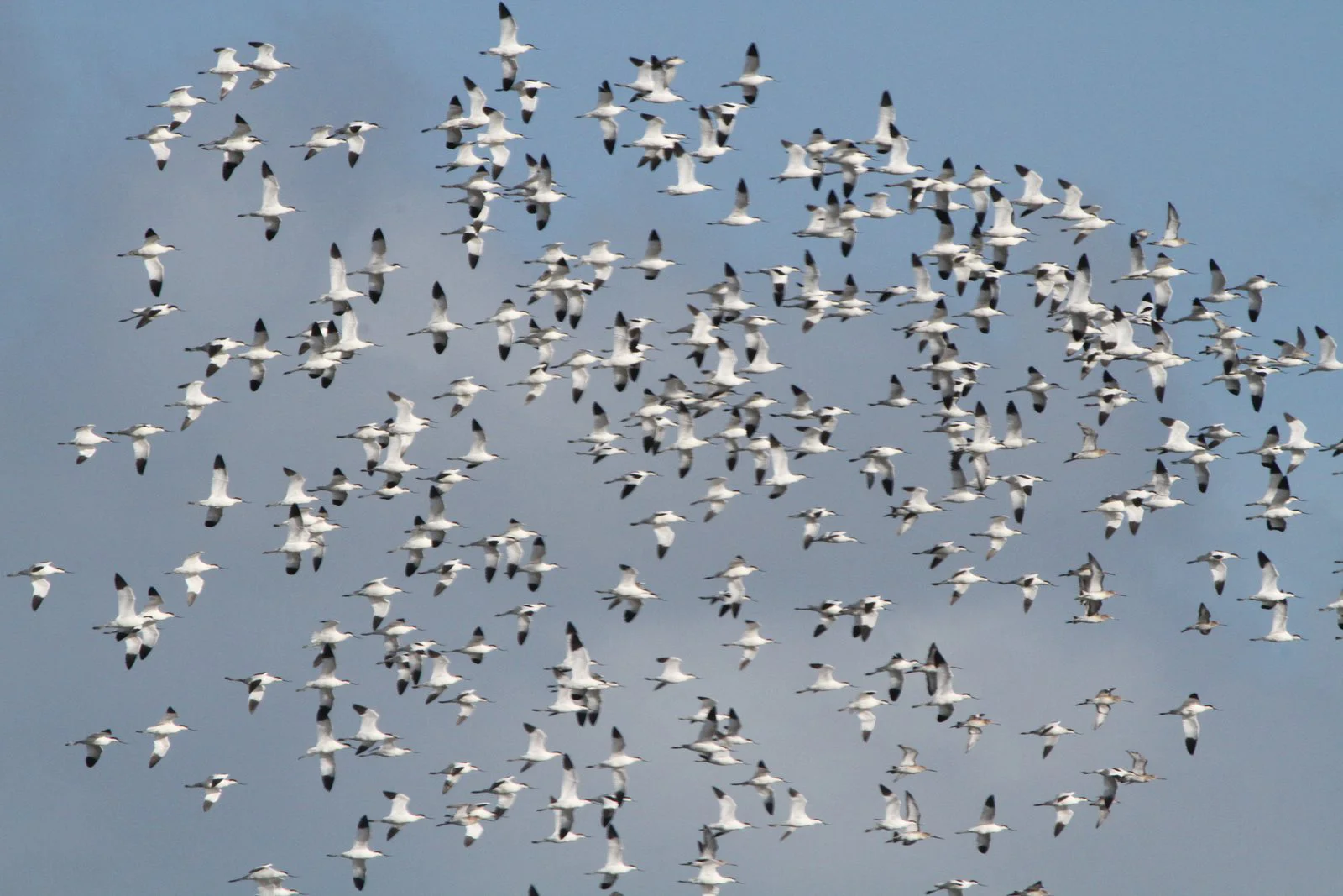 Another shot of the same group of Pied avocets (and Black-tailed godwits) in flight. Image: Bernie Dempsey.