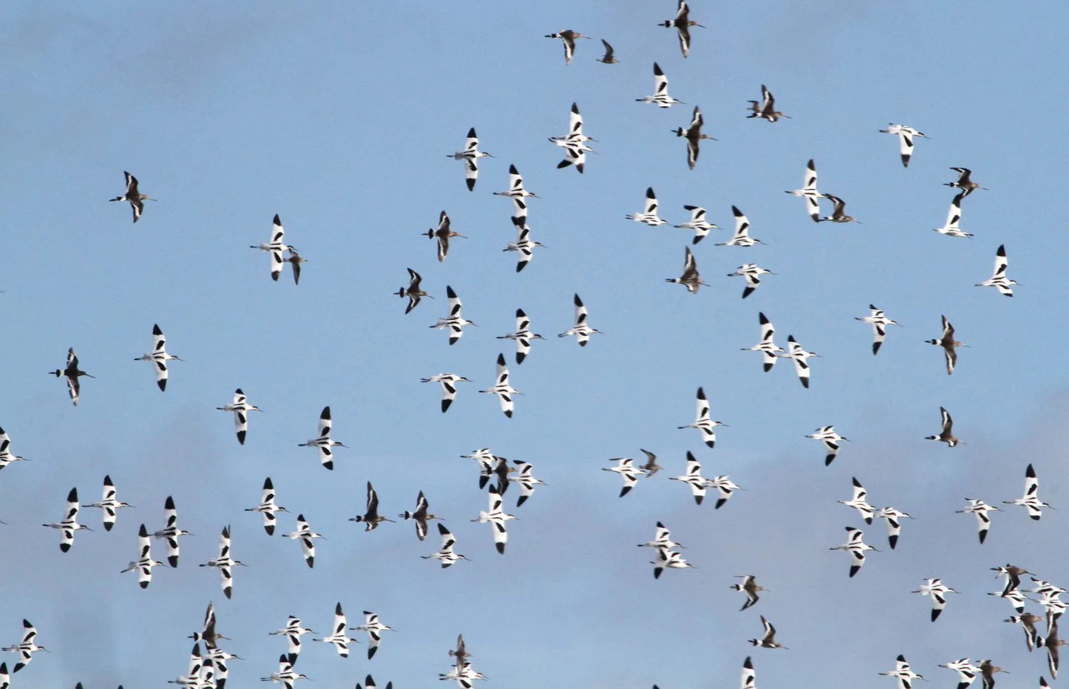 Pied avocets and Black-tailed godwits (and a gull), alarmed by a nearby peregrine. Image: Bernie Dempsey.
