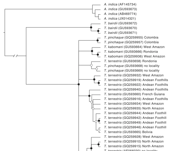 This section of Voss et al .’s (2014) molecular phylogeny shows T. pinchaque and T. kabomani as poorly differentiated from T. terrestris . Image: Voss et al . (2014).
