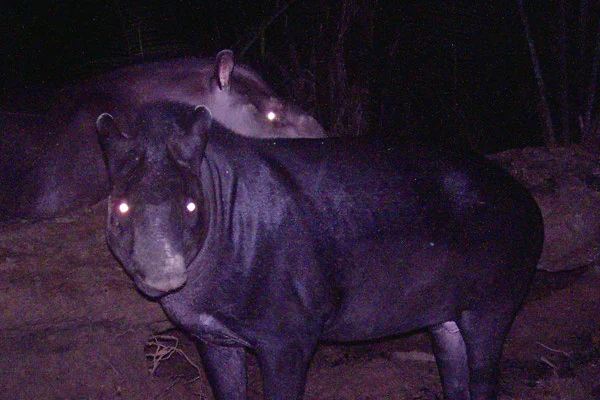 One of several T. kabomani images captured by remote cameras: from Cozzuol et al . (2013) . Image: Cozzuol et al . (2013) .