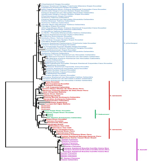 Ruiz-García et al .’s (2015) maximum likelihood tree, incoporated mitochondrial gene data for 93 tapir specimens. T. pinchaque is blue, T. terrestris is red, T. kabomani is green, and T. bairdii is purple. Note that kabomani is nested within T. terrestris . Image: Ruiz-García et al .’s (2015).