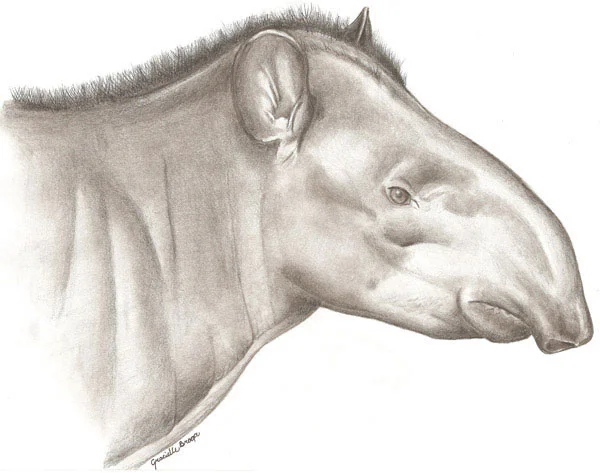 Portrait of T. kabomani , produced by G. Braga to accompany Cozzuol et al .’s (2013) original paper. Image: Cozzuol et al . (2013) .