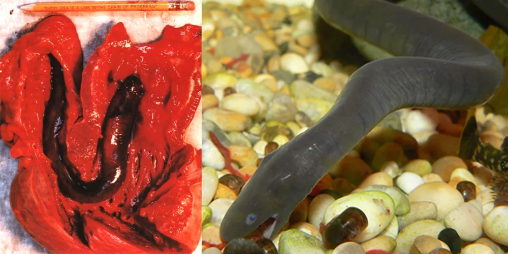 At left: a snubnosed eel found living inside the heart of a shark. Eels are not tetrapods, it’s true. But here’s evidence that aquatic vertebrates can become endoparasites. Image: Caira et al . (1997). At right: an aquatic typhlonectid caecilian. Surely it’s only a matter of time before we discover an endoparasitic one of those as well. Image: Neil Phillips.