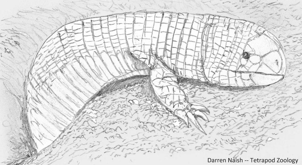 Bipes , an ajolote of Mexico (they might occur in parts of the USA as well). Three extant species are recognised. Image: Darren Naish.