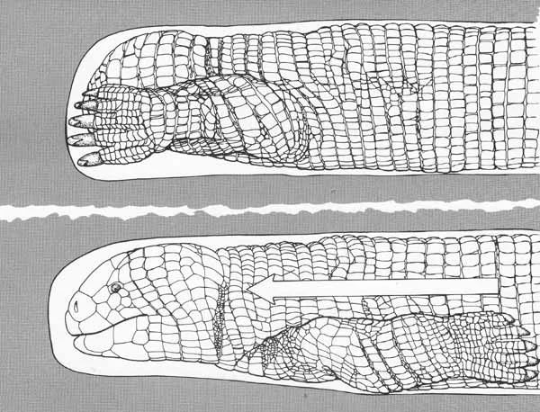 Carl Gans’s illustration of a burrowing ajolote, showing how the large, well-clawed forelimbs function in propulsion. This is clearly a Five-toed worm lizard Bipes biporus ; the other extant species have four and three digits, respectively. Image: Gans (1974) .