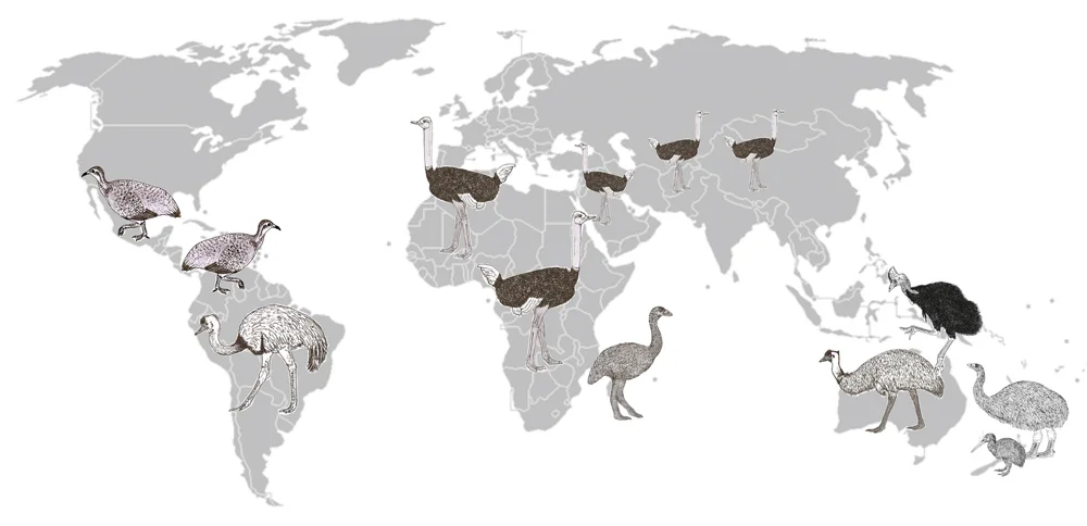 As this map shows, modern palaeognaths occurred everywhere until recently (except Antarctica) with the exception of northern North America and the cooler parts of Eurasia. Extinctions across Eurasia, Madagascar and New Zealand of course saw the disappearance of various members of the group. Image: Darren Naish.