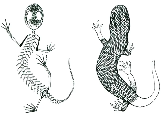 New salamander species are occasionally discovered in Europe and Asia even now. It would be amazing if an animal suspected to be a ‘new salamander’ one day turned out to be a living albanerpetontid. These reconstructions were published by McGowan & Evans (1995). They might have erred in implying that the scales would be externally visible as shown here; more likely is that they were concealed by epidermis, as in other scaly fossil amphibians. Image: McGowan & Evans (1995).