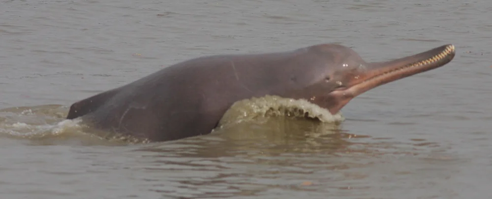 River dolphins are pretty special looking. This is a Ganges river dolphin ( Platanista gangetica ). Image: Zahangir Alom / Marine Mammal Commission / National Oceanic and Atmospheric Administration, public domain ( original here ).