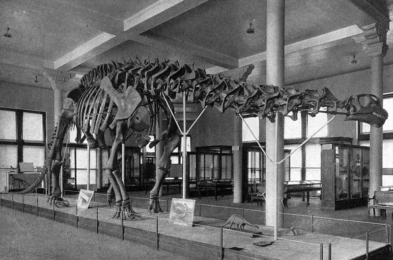 The iconic diplodocid specimen (AMNH 460) on display in the American Museum of Natural History, New York, with its semi-imaginary skull. Long labelled as Brontosaurus excelsus , and then Apatosaurus excelsus , it’s currently of indeterminate status. Image: AMNH, in public domain ( original here ).