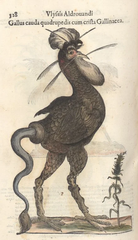 Original image of Aldrovandi’s monstrous rooster, from volume 2 of his Ornithologia . Credit: scan archived by University of Oregon ( original here ).