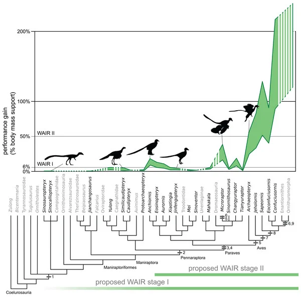 Dececchi et al . (2016) showed that at least some non-bird maniraptorans do not have the right combination of anatomical features to benefit from WAIR as originally envisioned. This work affected our thinking on flight origins in Dinosaurs 2nd ed . Credit: Dececchi et al . 2016 , PeerJ