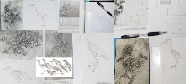 I’ve been drawing a whole lot of Paleogene birds for The Big Book . And the other birds as well. Image: Darren Naish.