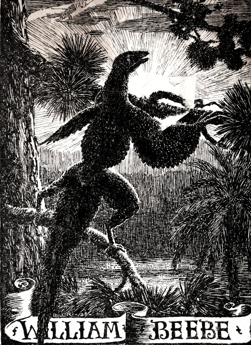 William Beebe seems to have produced his own take on Heilmann’s iconic proavian scene. We’re presuming that it was produced some time after Heilmann’s illustration was, but this hasn’t yet been fully confirmed. The illustration appears here courtesy of Paul Stewart.
