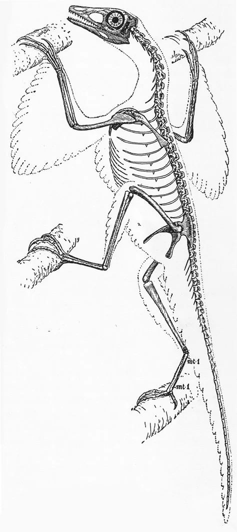 The more dynamic, climbing version of Heilmann’s Proavis skeletal reconstruction, the only version of the reconstruction included in the 1926 English version of his book. Image: Heilmann (1926) .