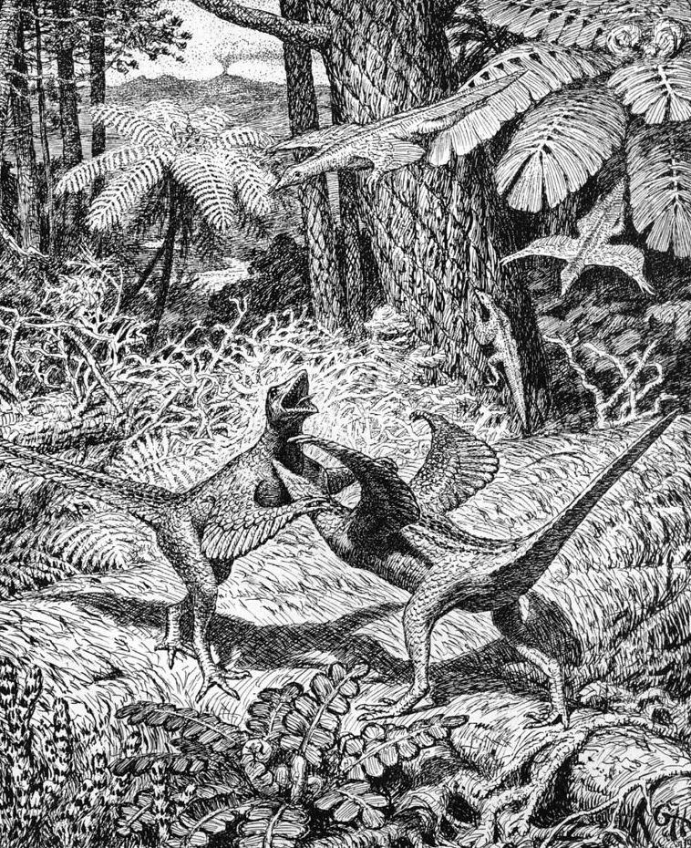 Fighting, gliding and climbing proavians, depicted in a cluttered woodland environment, by Gerhard Heilmann. This is typical of Heilmann’s many excellent scenes. He used posed plaster models of the creatures before drawing. This illustration was used in the 1916 Danish version of the book (it first appeared in one of his 1912 articles) but does not appear in the 1926 English version. As we’ll see below, the decision to exclude some images from the 1926 version might have served to make it seem more scholarly than its predecessor. Image: Heilmann (1916).