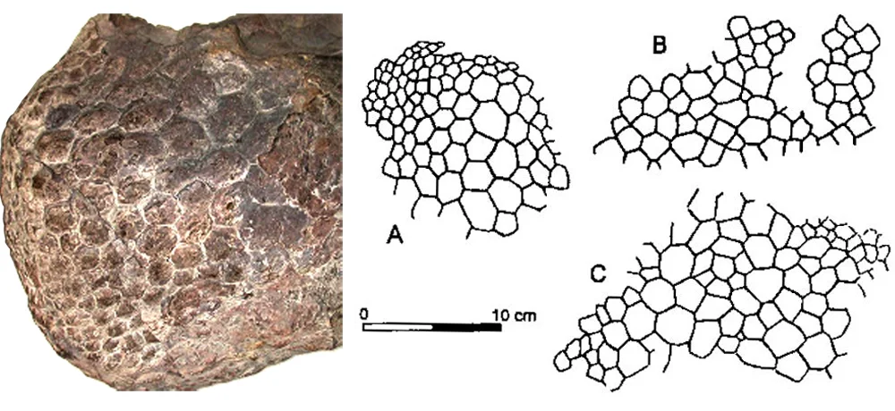 Haestasaurus from the English Wealden (shown at left) and a few other sauropods preserve polygonal scales that vary somewhat in size. Image: Darren Naish, Czerkas (1994).
