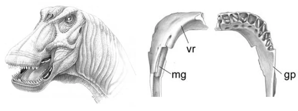 Apesteguía (2004) argued that some titanosaurs - this is the rhino-sized Bonitasaura - had keratinised ‘guillotine crests’ on the edges of the jaws. I think that this is likely a mistake. Image: Apesteguía (2004).
