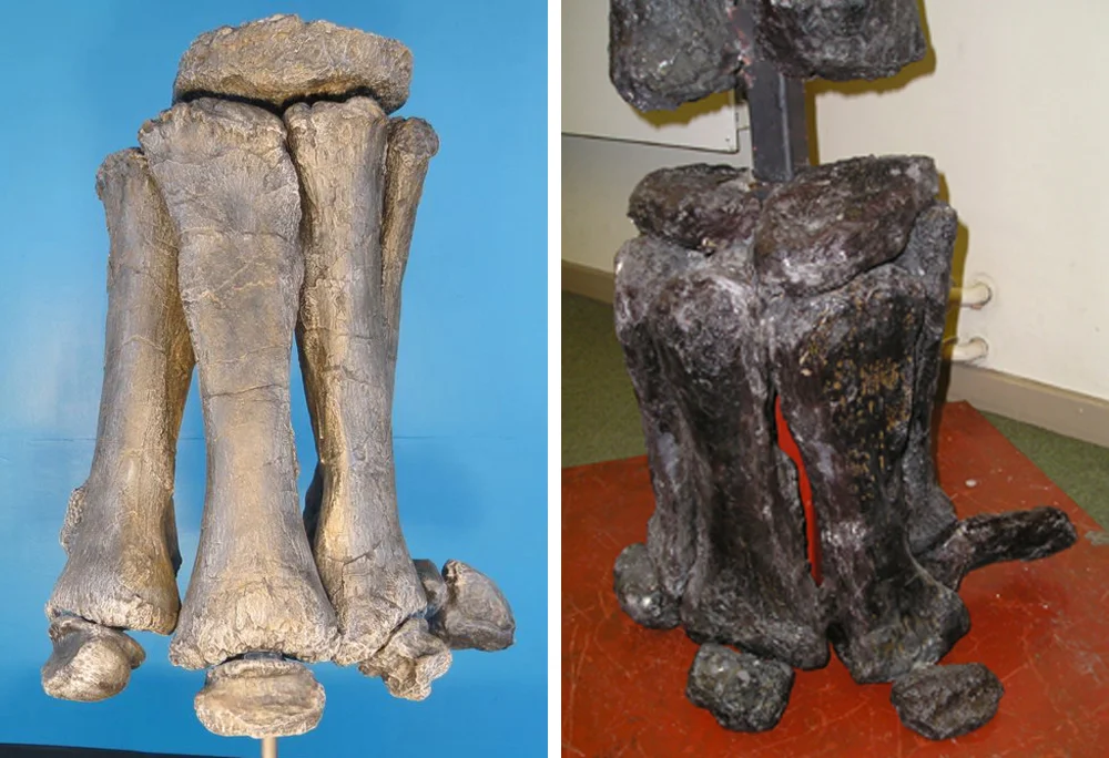 Sauropod hands are essentially unique. They’re weird, semi-tubular structures with pillar-like metacarpals. At left, a brachiosaur hand. At right, the hand of the turiasaur Zby . Images: Anthony Maltese, Darren Naish.