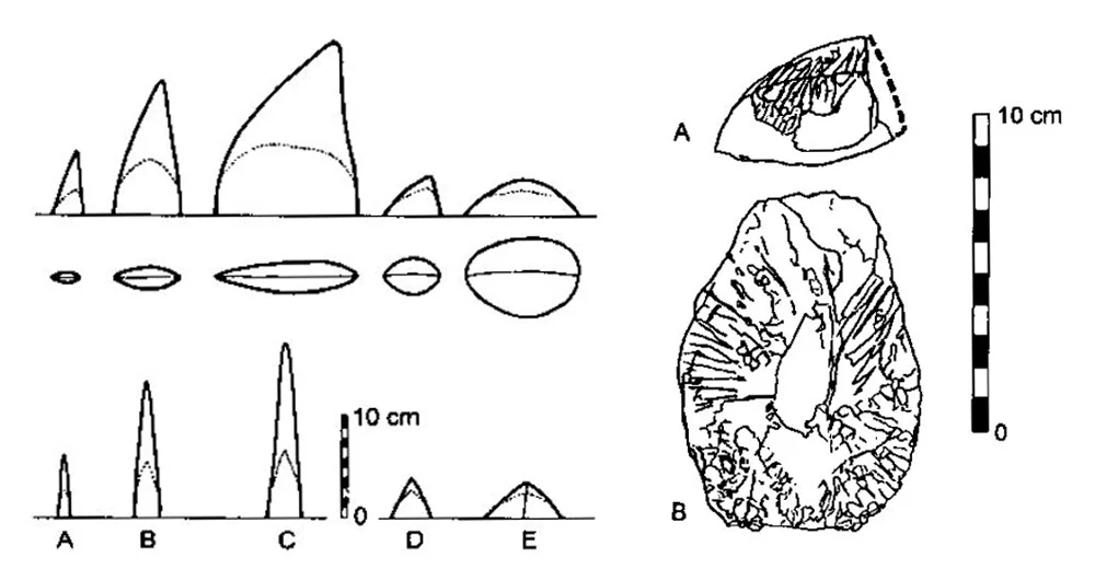 The conical and semi-conical dermal spines of some diplodocids were variable in height, breadth and shape, as illustrated here. Image: Czerkas (1994).
