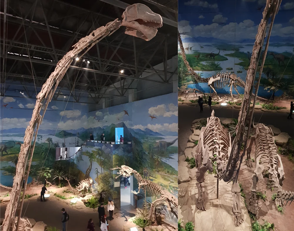 The necks of some sauropods - a good example is the ultra-long-necked Omeisaurus , photographed at Zigong Dinosaur Museum - are somewhat laterally compressed for at least part of their length. Image: Darren Naish.
