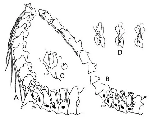 There are good reasons for thinking that sauropod necks were habitually inclined upwards, as is typical for terrestrial tetrapods in general, and several fossils are actually preserved with the neck in this orientation. This montage by Greg Paul shows several of the fossil concerned. Image: Paul (1998).