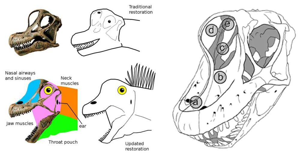 The soft dinosaur revolution comes to Sauropod Town. At left, an image by Matt Wedel which shows why we need more soft tissue on our sauropods. At right, Larry Witmer’s (2001) depiction of the different possibilities as goes nostril position in sauropods. (a) is the most likely option based on anatomical data. Image: Mathew Wedel, Witmer (2001).