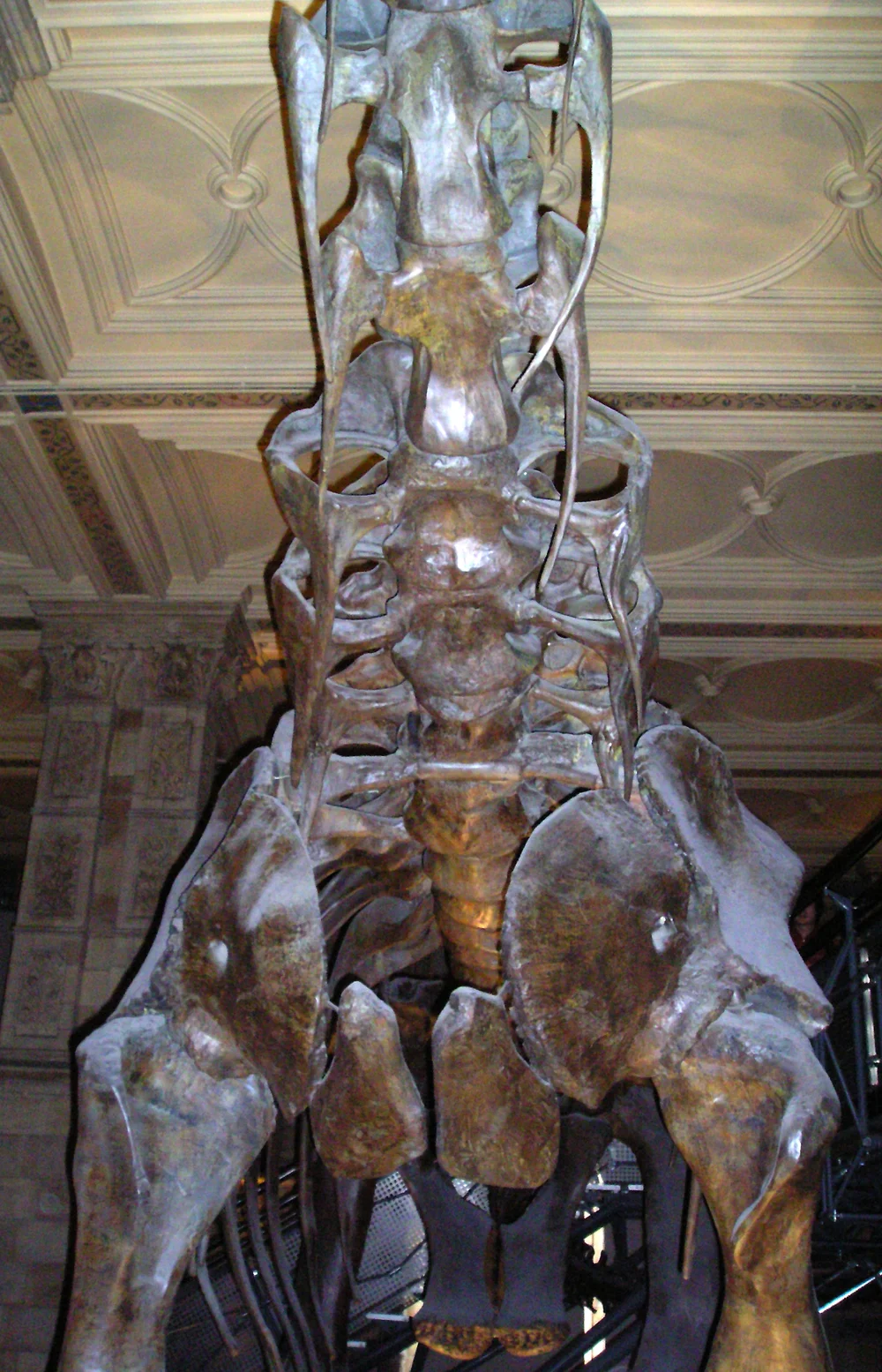 The neck bases of some sauropods - this is the Camarasaurus replica on display in London’s NHM - are shockingly broad. It would be wrong to show the neck as a narrow, hose-like object with parallel sides. Image: Darren Naish.